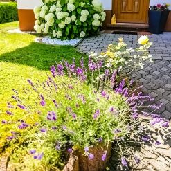 Einladender Eingangsbereich der Ferienwohnung Ilona in Zweibrücken mit gepflegtem Garten, blühendem Lavendel und weißen Hortensien – freundliche und gepflegte Außenanlage für Gäste.
